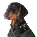 0026825_dobermann-dog-tag.jpeg