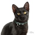 0026762_black-european-shorthair-cat-id-tag.jpeg