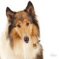 0026830_collie-dog-tag.jpeg