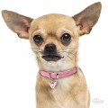 0027463_cream-chihuahua-id-dog-tag.jpeg