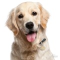 0027343_golden-retriever-dog-tag.jpeg