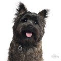 0026872_cairn-terrier-dog-tag.jpeg