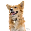 0028499_id-tag-daisy.jpeg