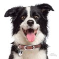 0029338_border-collie-id-dog-tag.jpeg