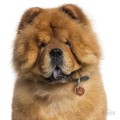 MF10 Chow Chow.jpeg