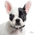 0027624_black-and-white-french-bulldog-id-dog-tag.jpeg