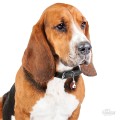 MF02 Basset.jpeg