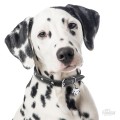 MF08 Dalmatian.jpeg
