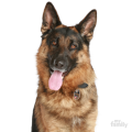0029596_new-german-shepherd-id-dog-tag.png