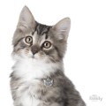 0026777_tabby-european-shorthair-cat-id-tag.jpeg