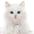 0026767_white-european-shorthair-cat-id-tag_400.jpeg