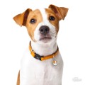 0027323_white-and-brown-jack-russell-id-dog-tag.jpeg